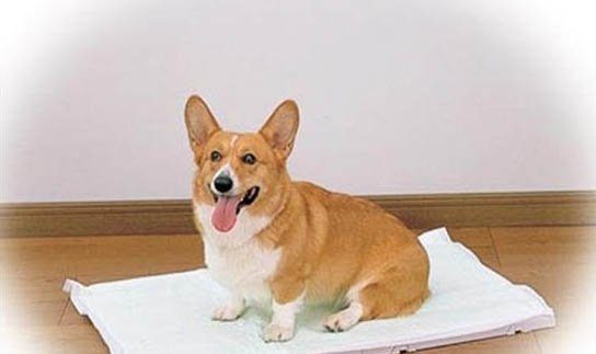 幼犬犬瘟后期幾天之后死亡