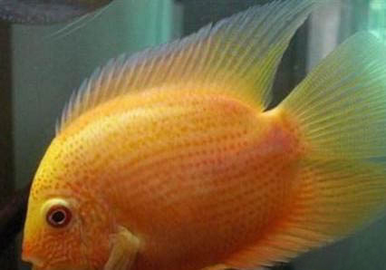 鉆石菠蘿魚能長多大
