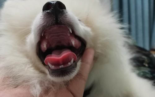 狗狗細小怎么快速治療
