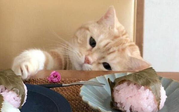 貓腸胃炎治療方法有哪些