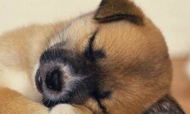 中華田園犬冬天怕冷嗎