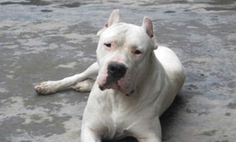 杜高和比特犬哪個厲害