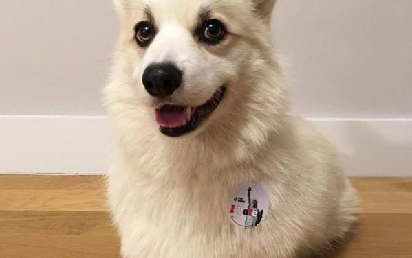 純種柯基犬幼犬價格多少錢一只?