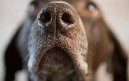 小狗的犬瘟的潛伏期一般多久