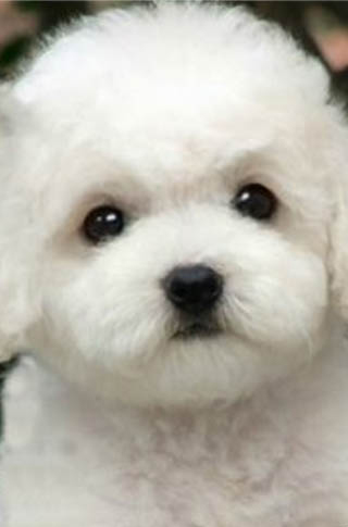 怎么辨別純種比熊犬