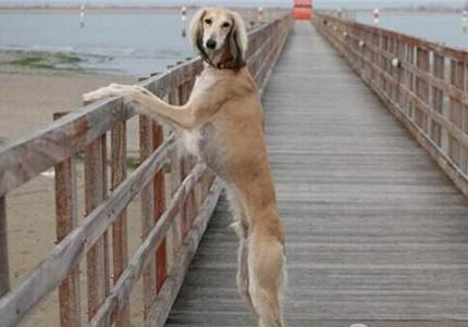 土獵犬和土狗的區別