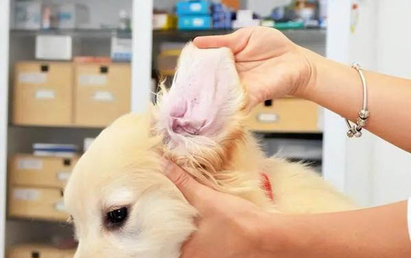 狗狗懷孕30天摸哪個部位比較好