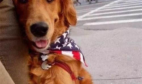 金毛犬不能吃哪些東西