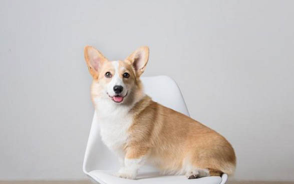 狗狗可以吃雞胸肉嗎
