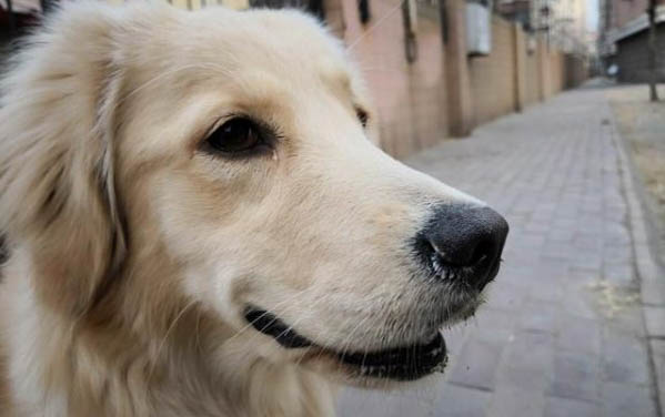 如何辨別金毛幼犬是否純正