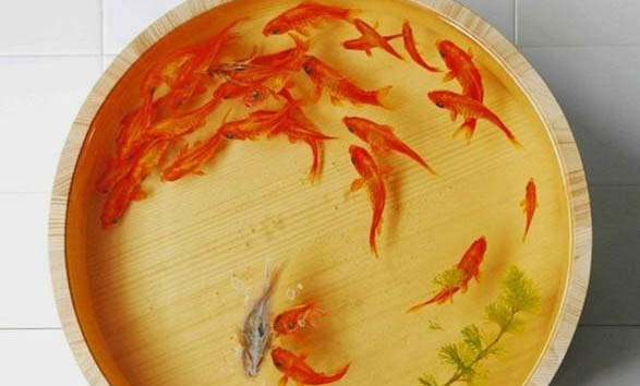 金魚身體變黑