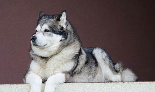 幫阿拉斯加犬刷牙的方法及注意事項
