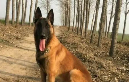 四種顏色的馬犬圖片