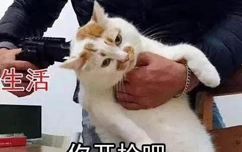 剛斷奶的小貓可以吃什么