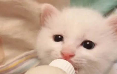 小奶貓為什么會嘔吐？
