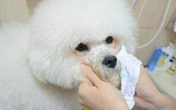 狗狗多久吃一次體內(nèi)驅(qū)蟲藥