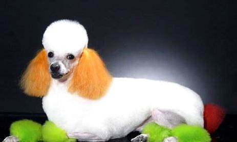 貴賓犬和比熊哪個聰明