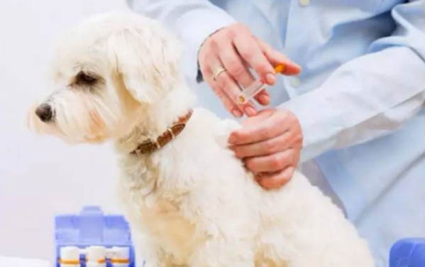 為什么幼犬吐
