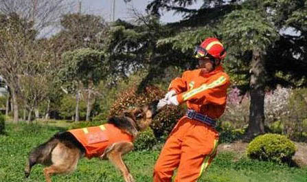 搜救犬的品種有哪些