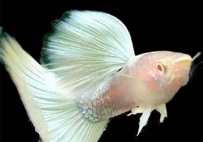 成年孔雀魚多久繁殖一次