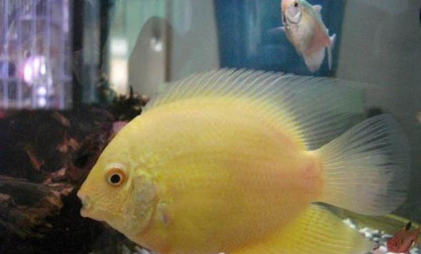 鳳尾魚生完小魚后母魚要注意什么