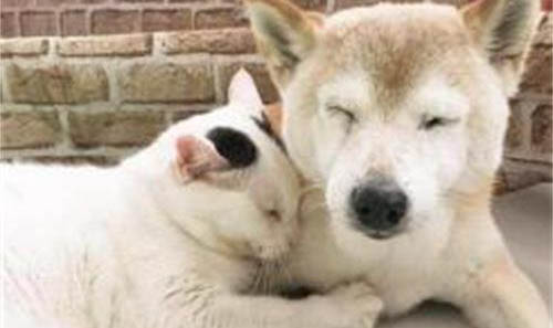 狗狗能不能吃橙子