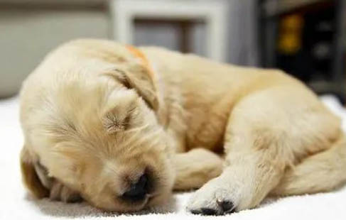 古牧幼犬價格多少錢一只?
