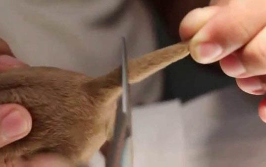 狗狗抱窩是什么意思呀?