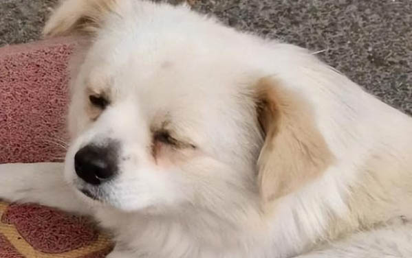 小狗有眼屎是什么原因,狗眼睛有眼屎怎么解決