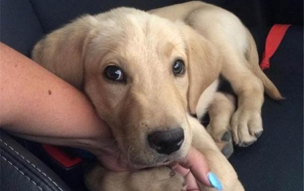 犬淺表膿皮癥能用紅霉素軟膏