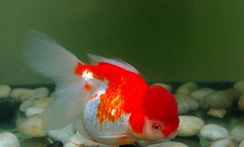 自來水爆氧多久可以養(yǎng)魚