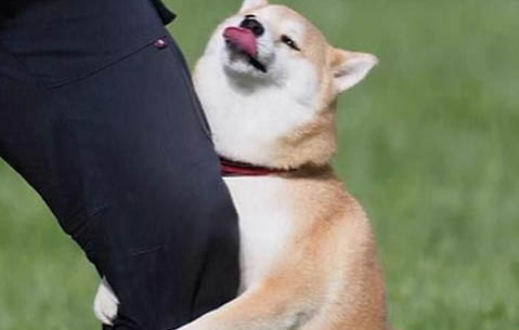 母狗絕育的好處有哪些