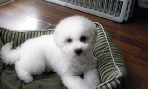 純種比熊犬怎么辨別