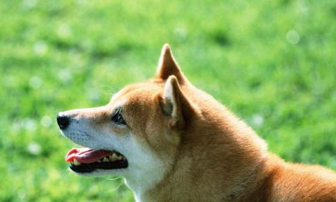 柴犬適合新手養(yǎng)嗎