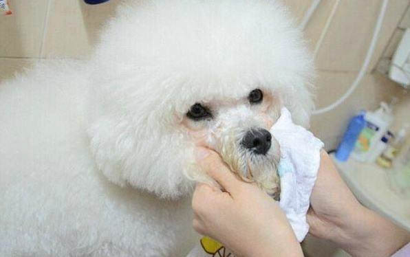 渴望狗糧怎么樣
