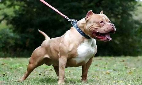 惡霸犬跟斗牛犬有什么區別