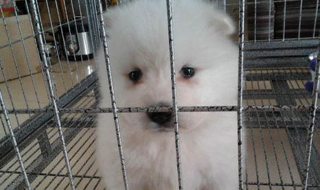 狗狗生產前有哪些癥狀