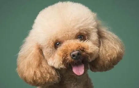 純種黑色泰迪犬多少錢一只