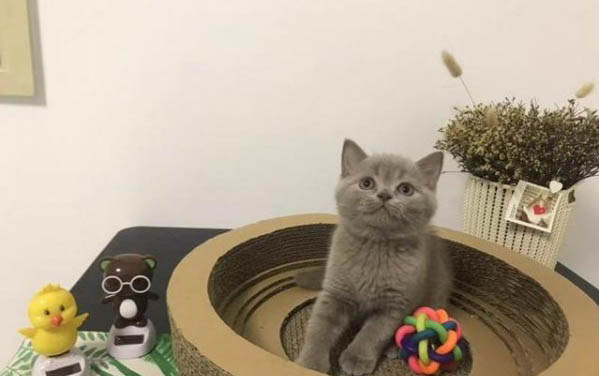 小貓幾個月后不粘人？