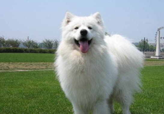 薩摩耶犬掉毛原因及處理方法