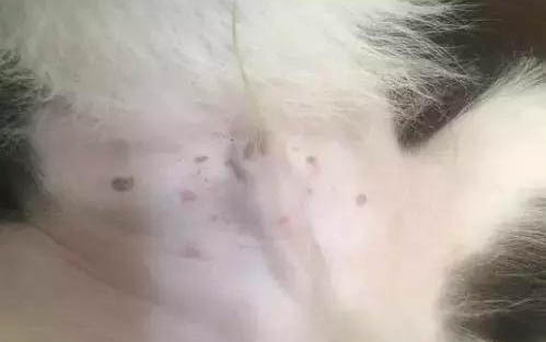 比熊為什么特別活躍？