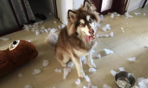 犬瘟多長時間可以停藥