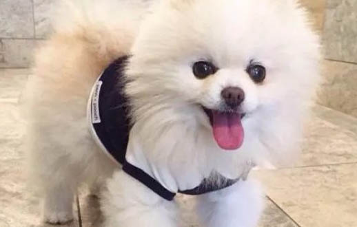 為什么狗狗會大便帶血絲