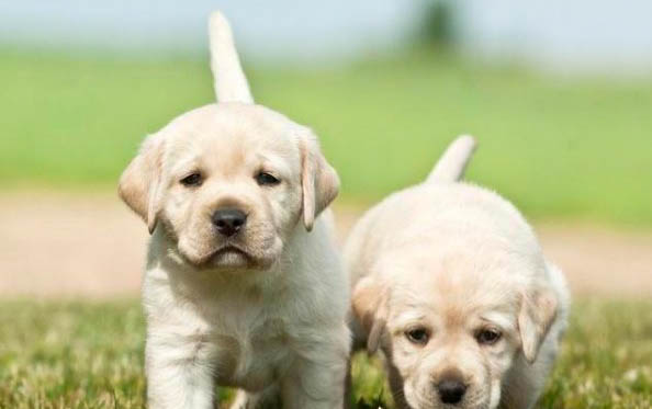 金圣拉布拉多犬舍怎么樣