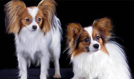 蝴蝶犬吐白色粘稠液體的原因及處理方法