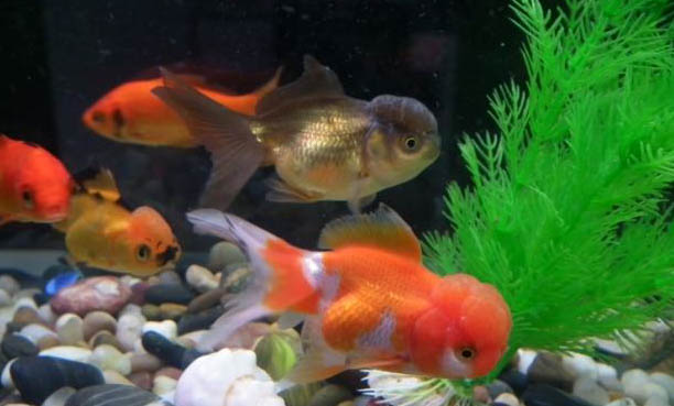 自來水養(yǎng)魚快速除氯氣
