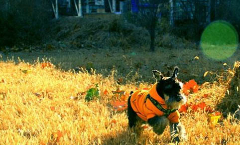 雪納瑞幼犬如何喂養(yǎng)