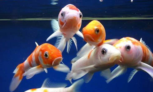 養熱帶魚水溫控制在多少度？