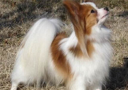 蝴蝶犬產后十天可以洗澡嗎