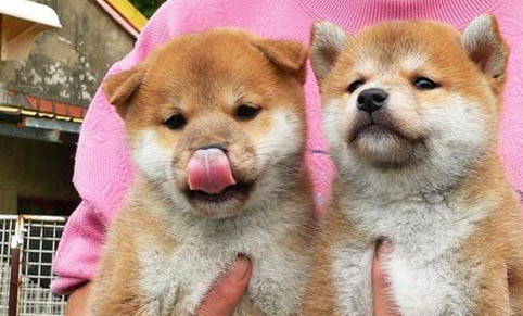 柴犬從幾個月適合開始訓(xùn)練